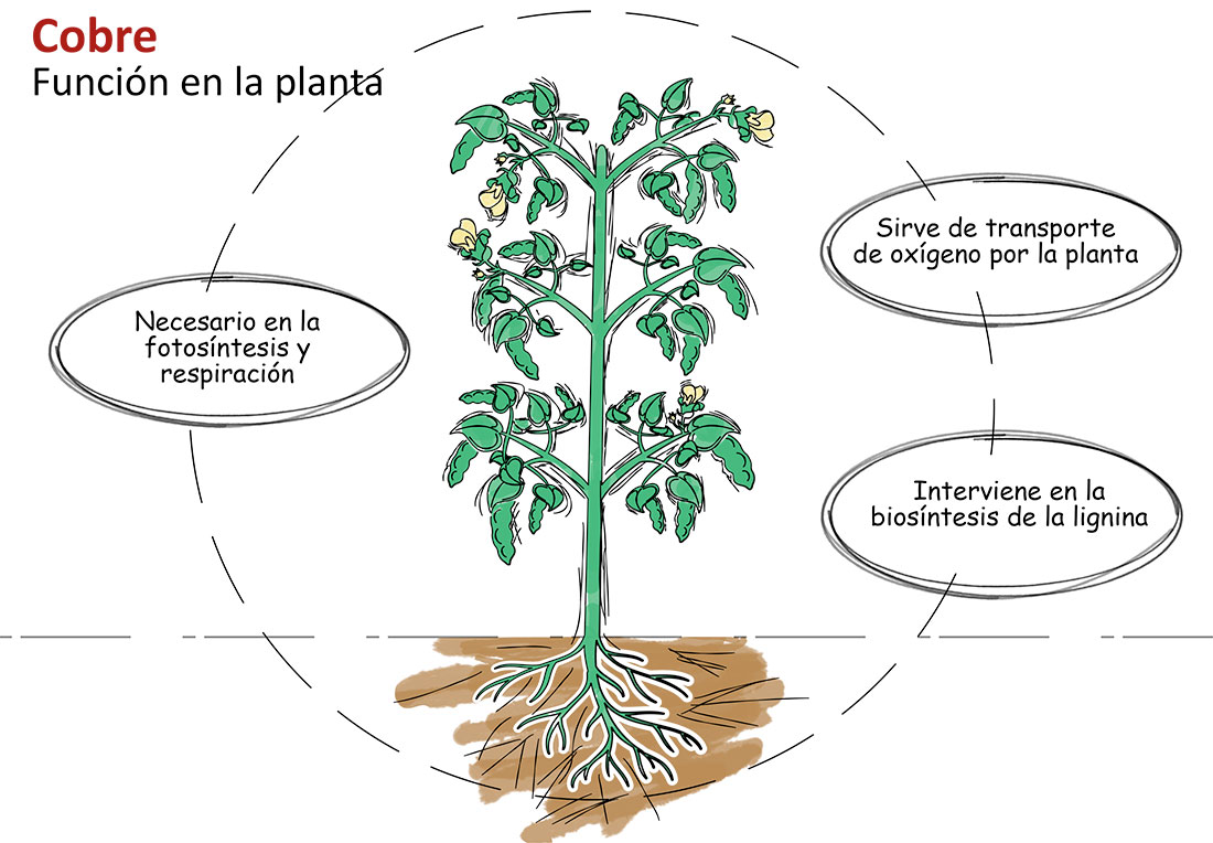 Las plantas quitan oxigeno