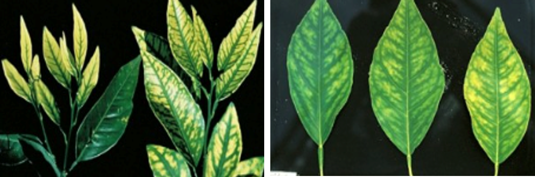 Figura 2. Carencias de zinc (izquierda) y manganeso (derecha) en hojas de cítricos.
