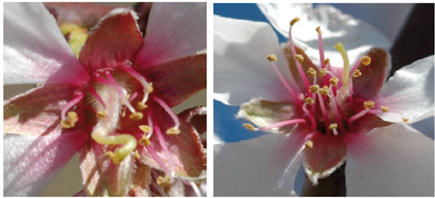 El cultivo del almendro - morfología floral