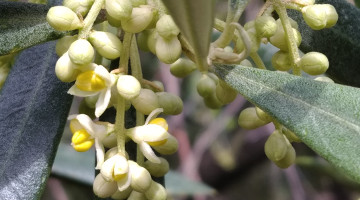 Floración olivar