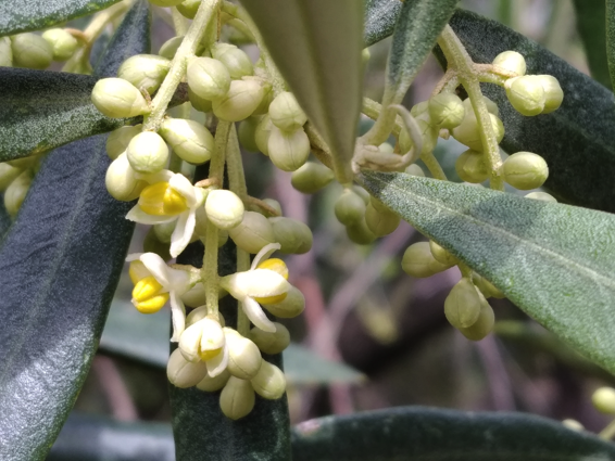 Olive flowering