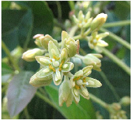 Avocado flowering