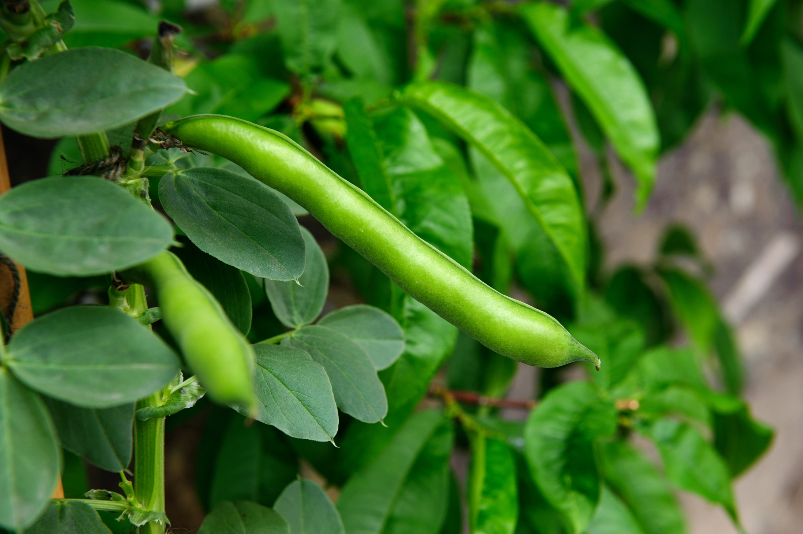 Green bean 